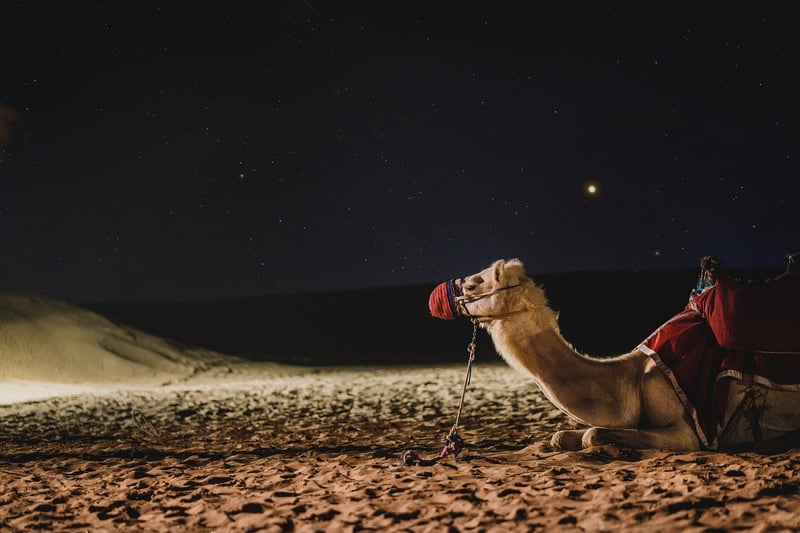 Camel Ride